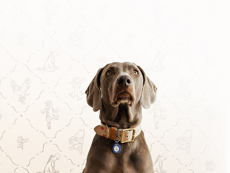 Belkin ScreenForce Protect Series Case for iPhone 17 with raised edges for screen and camera protection, designed for seamless magnetic wireless charging.